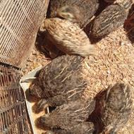 بلدرچین .لاری