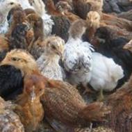 فروش نیمچه های یکماهه