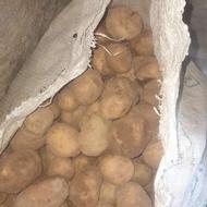 سیب زمینی دامی مخصوص دام و گاو تحویل درب دامداری