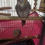 عروس هلندی ماده