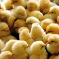 فروش راس با کیفیت