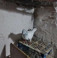 کبوترپرشی ساعت بالا