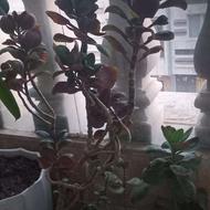 گل قاشقی آپارتمانی زیبا