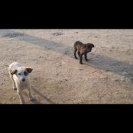 توله سگ محلی و قهدرجونی