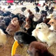 فروش جوجه خروس یک روزه