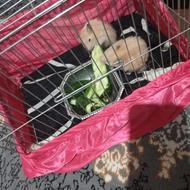 همستر خانگی