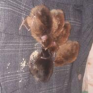 جوجه گردن لختی محلی