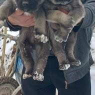 توله کانگال