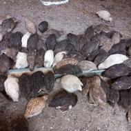 بلدرچین 10 روزه و بالغ