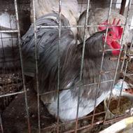 مرغ وخروس وجوجه کوشین