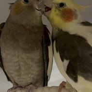 عروس هلندی جفت به همراه قفس و لانه و..