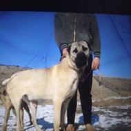 سگ سرابی اصیل 3سال