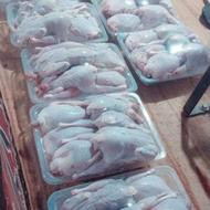 فروش بلدرچین ارگانیک