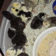 جوجه گلین 3روزه فول کیفیت ریش کاکول چهل تاج