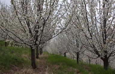 خرید ملک طبق عقد جعاله