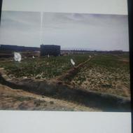 زمین کشاورزی زعفران .روی حاشیه راه