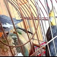 عروس هلندی جفت با قفس