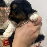 واگذاری پودل کراس