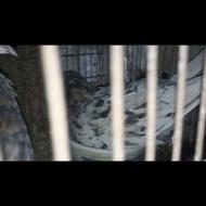 فروش یک جفت کفتر استثنایی