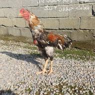 خروس لاری نصل