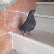 کبوتر قد دار نوک ریز