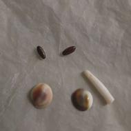 مهره مار کبری اصل اصل