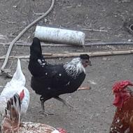 مرغ و خروس گلین