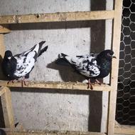 کبوتر سینه سیاه،،،.زاغ،،سفید........