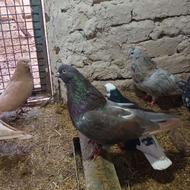 پرندگان کفت