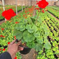 باغبانی وسم پاشی