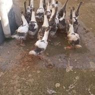 بچه غاز دوماهه در رشت