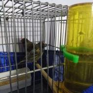 معاوضه با سره یا قناری ماده