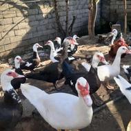 اردک اسرائیلی نر و ماده