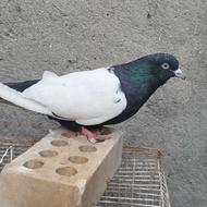 سینه سیاه نر