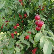 مرکز تولید و فروش نهال