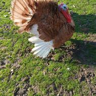 فروش بوقلمون