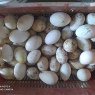 200عددتخم غاز نطفه دار