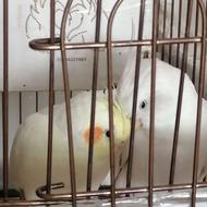 عروس هلندی جفت نر سخنگو