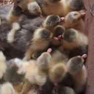 جوجه‌‌غازدوروزه‌