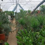 باغبون وارد به کار گلخانه و گل