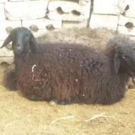 میش زایده بابره