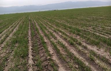 70 هکتار زمین دیم و ابی