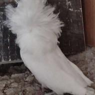 کبوتر زینتی ونقش دمچتری ملایری شامپیون کینگ