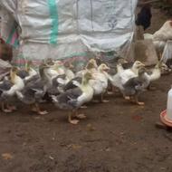 13عدد بچه غاز یکماه