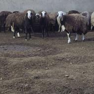 کاور پلنگی ابستن