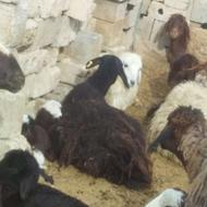 میش بره شیری