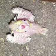 پرندگان زینتی