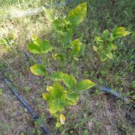 نهال محلی موجود