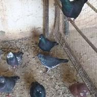 کبوتر پرش همه خال