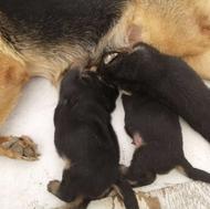 توله ژرمن شیپرد وگذاری